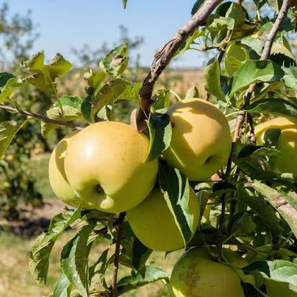 Golden Delicious Apple Tree