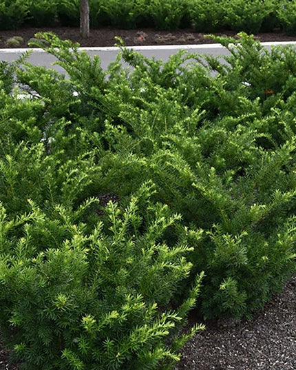 Dense Yew