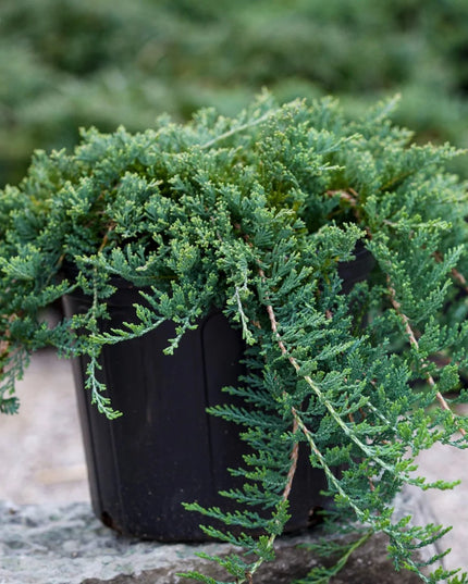 Blue Rug Juniper