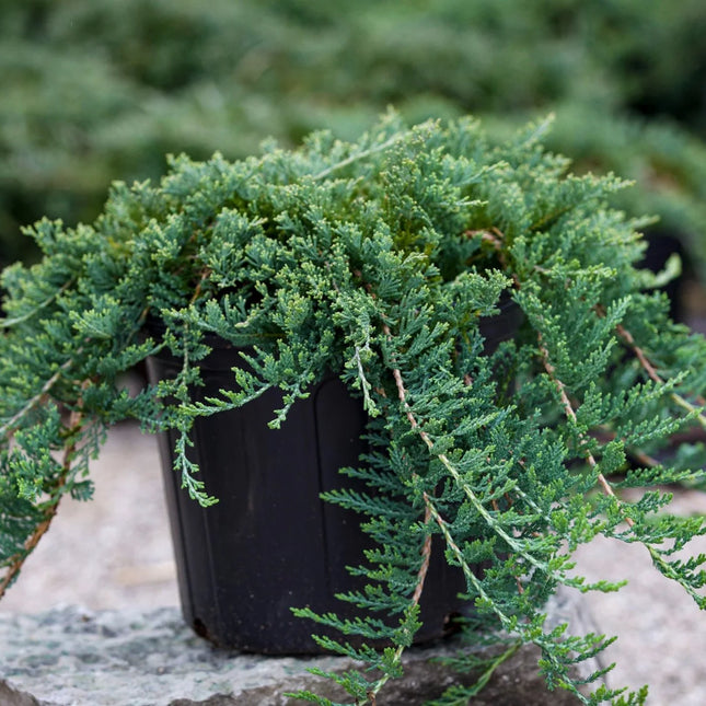 Blue Rug Juniper