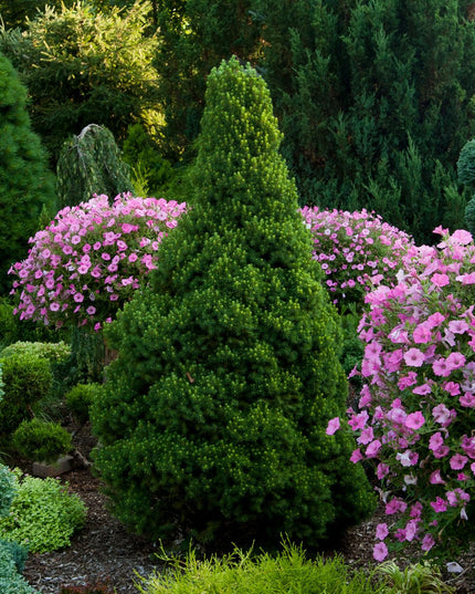 Dwarf Alberta Spruce