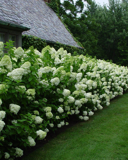 Limelight Hydrangeas