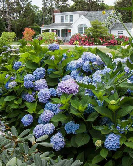 Endless Summer Hydrangeas