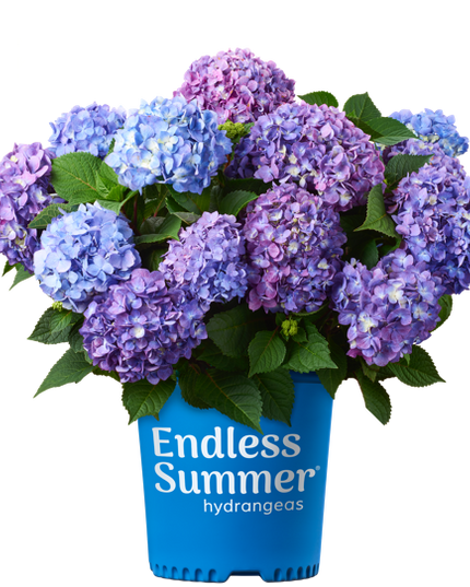 Endless Summer Hydrangeas