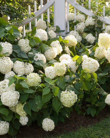 Incrediball Hydrageas