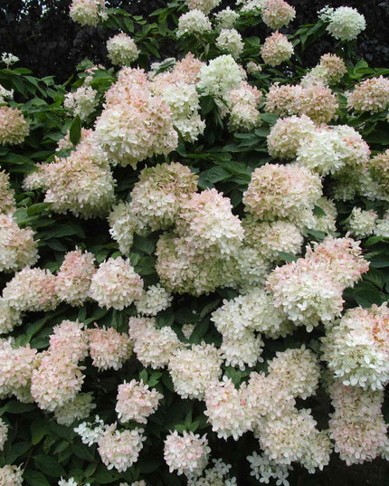 Pee Gee Hydrangeas