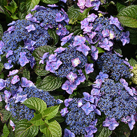 Pop Star Hydrangeas