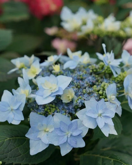 Tuff Stuff Ah-Ha Hydrangeas