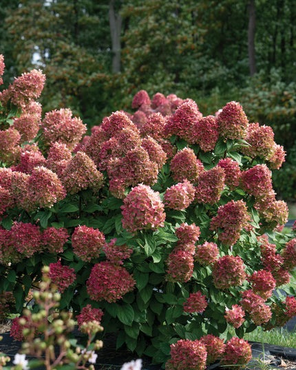 Little Lime Punch Hydrangea