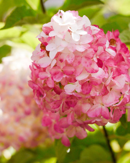 Vanilla Strawberry Hydrangea