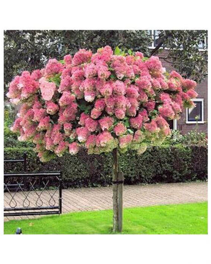 Pinky Winky Standard Tree