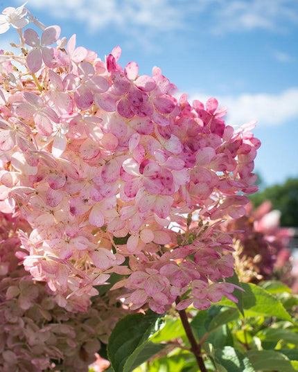 Vanilla Strawberry Standard Tree