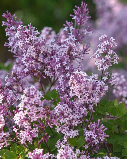 Miss Kim Lilac