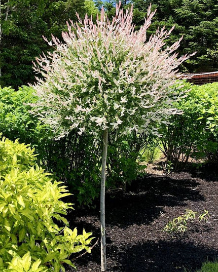 Hakuro Nishiki Willow Standard