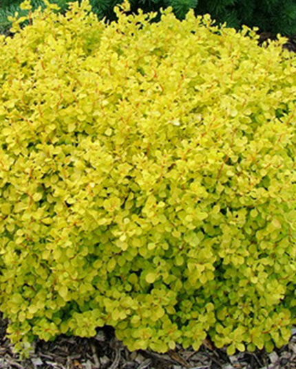 Golden Dwarf Barberry