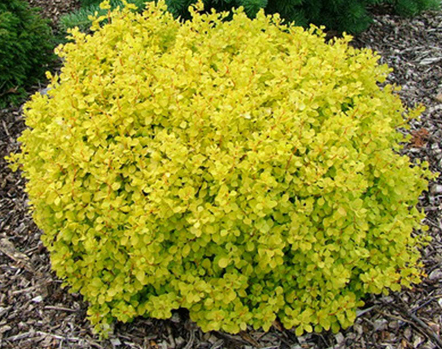 Golden Dwarf Barberry
