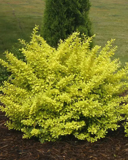 Golden Dwarf Barberry