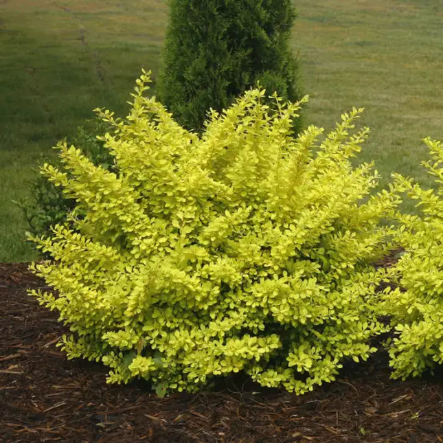 Golden Dwarf Barberry
