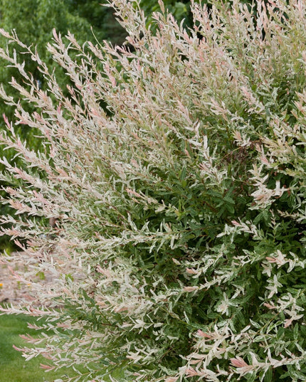 Hakuro Nishiki Willow