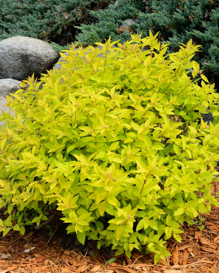 Gold Mound Spirea