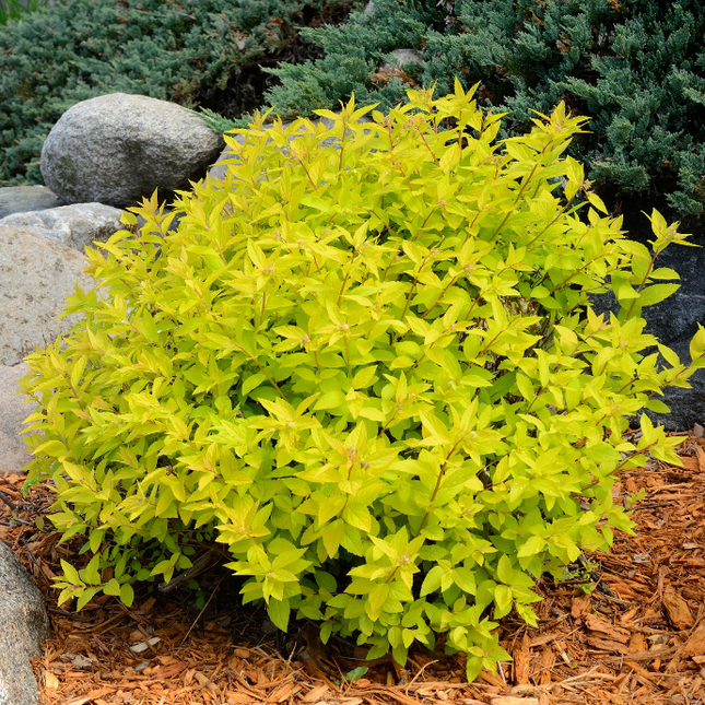 Gold Mound Spirea