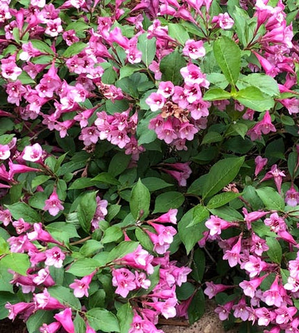 Minuet Weigela