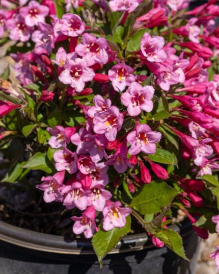 Minuet Weigela
