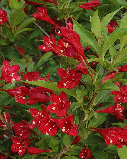 Red Prince Weigela