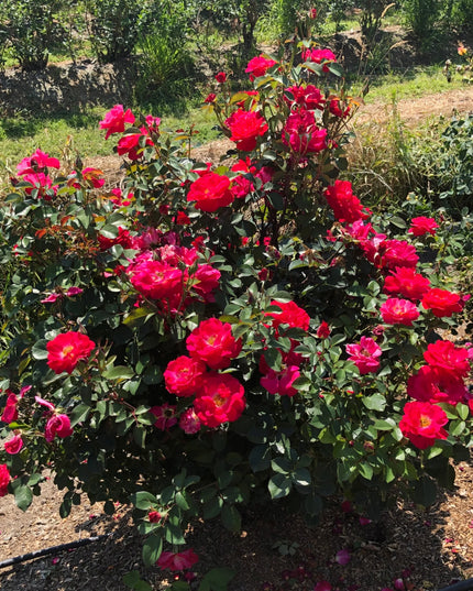Cinnamon Hearts Rose
