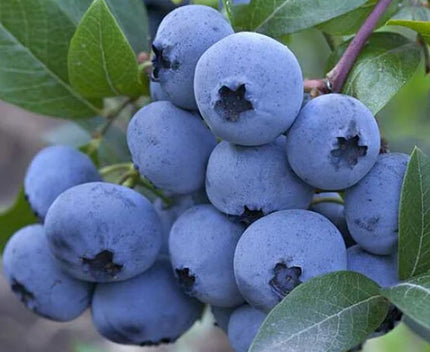 Duke Blueberry