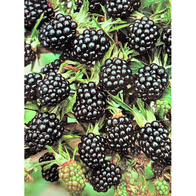 Black Satin Thornless BlackBerry