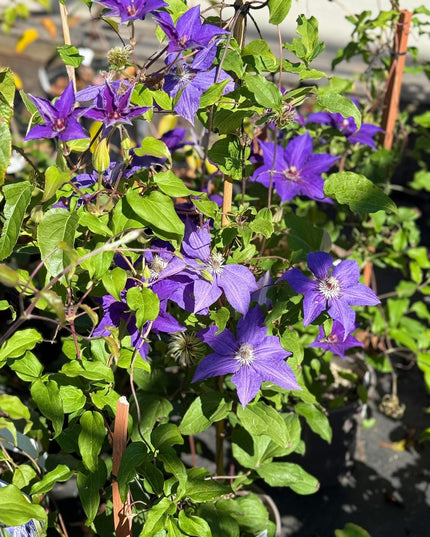 Clematis Jackmanii