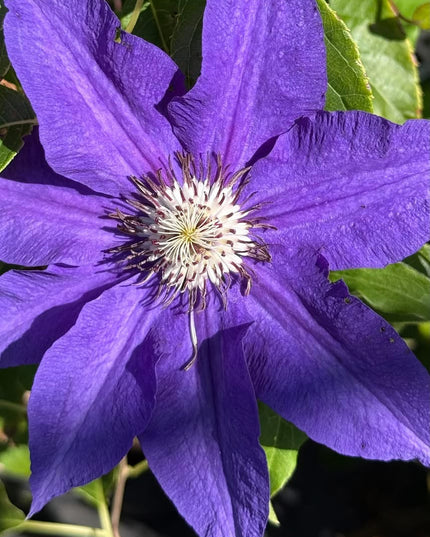 Clematis Jackmanii