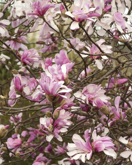Leonard Messel Magnolia