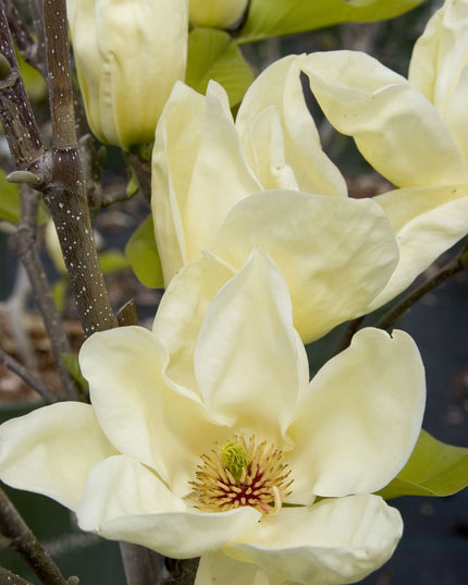 Elizabeth Magnolia