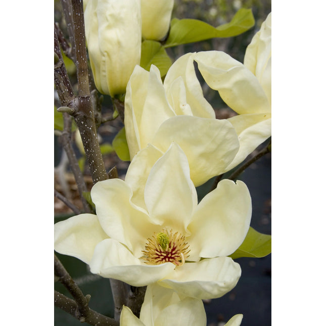 Elizabeth Magnolia