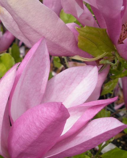 Susan Magnolia