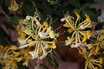 Honeysuckle Scentsation Yellow