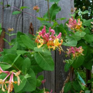 Honeysuckle Candy Swirl