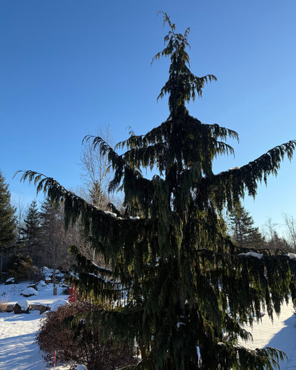 Weeping Nootka Cypress
