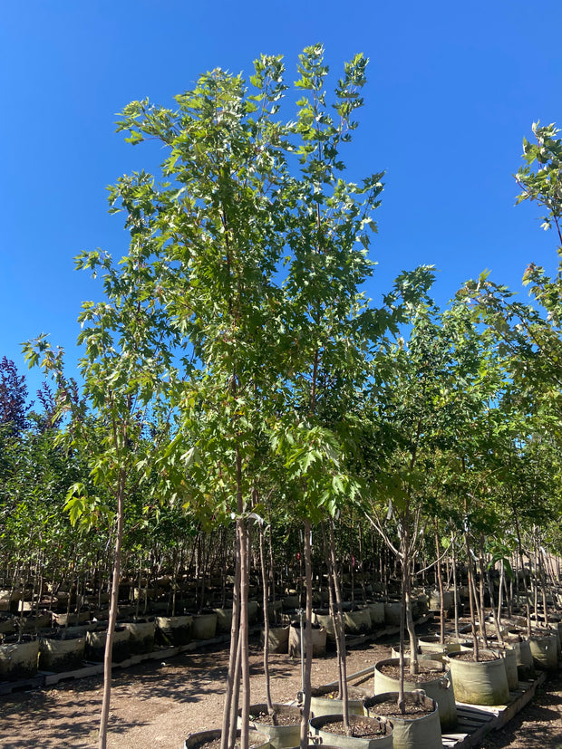 <h2>Best Selling Trees</h2>