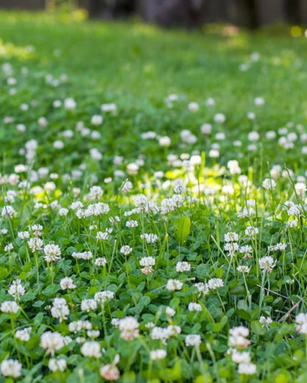 White Clover