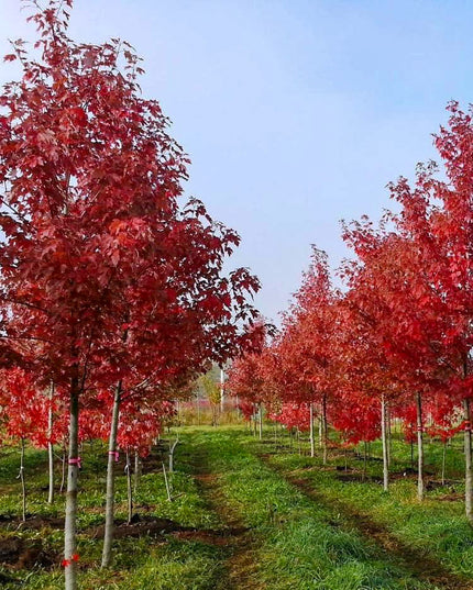 Standard Trees