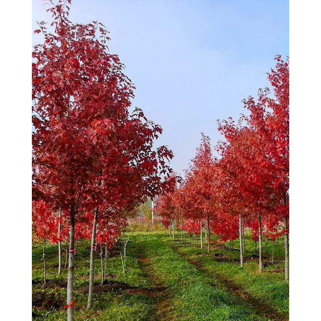 Standard Trees