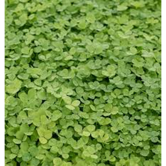 Miniature Small Leaf Clover