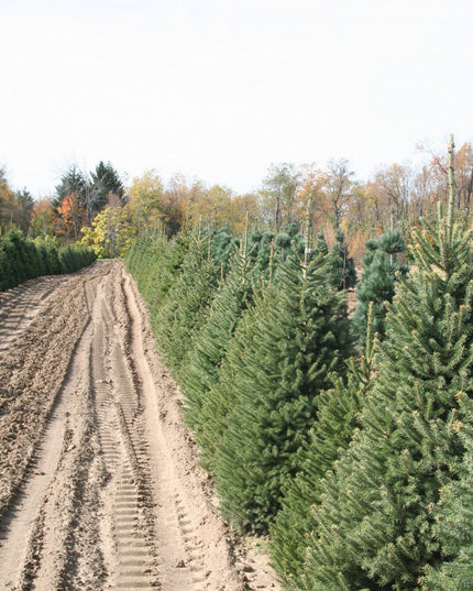 White Spruce (1 Gallon)