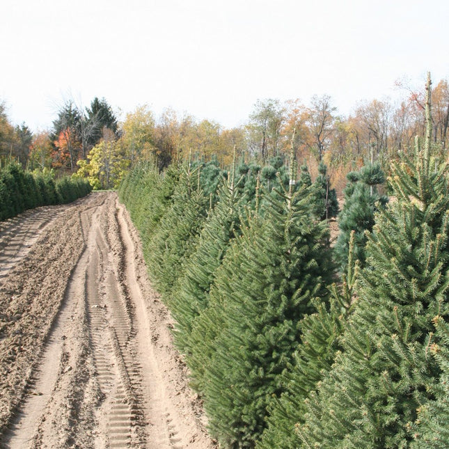 White Spruce (1 Gallon)