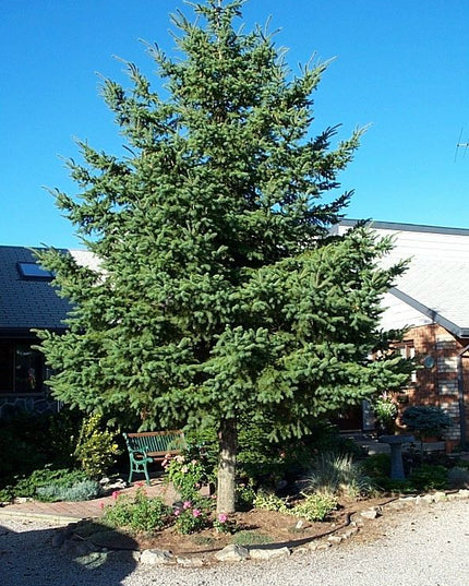 White Spruce (1 Gallon)
